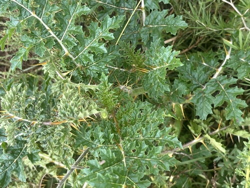 Red Buffalo-bur