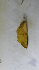 Simopteryx torquataria