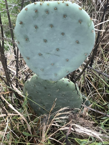 nopal tapón