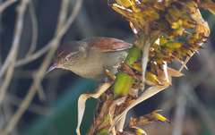 Cranioleuca hellmayri