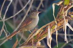 Cranioleuca hellmayri