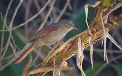 Cranioleuca hellmayri