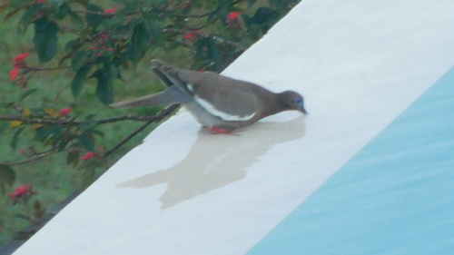 White-winged Dove