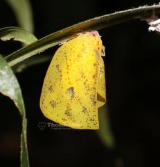 Scarpantina stigmatica