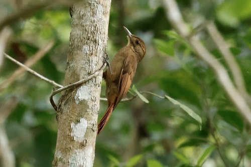 Tawny-winged Woodcreeper (Dendrocincla anabatina), photo 5