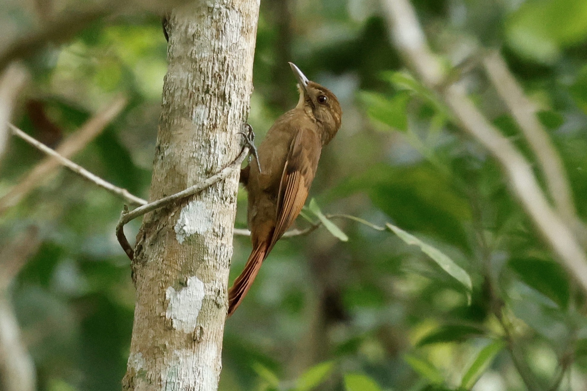 Tawny-winged Woodcreeper (Dendrocincla anabatina), photo 7