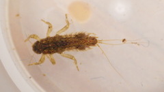 Ephemerellidae