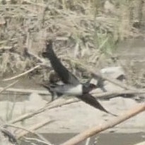 Avistamiento "Golondrina Tijereta, Golondrina de Horquilla"