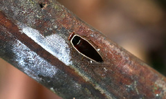 Pseudophyllodromia laticeps