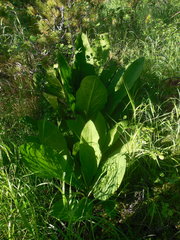 Lysichiton camtschatcensis