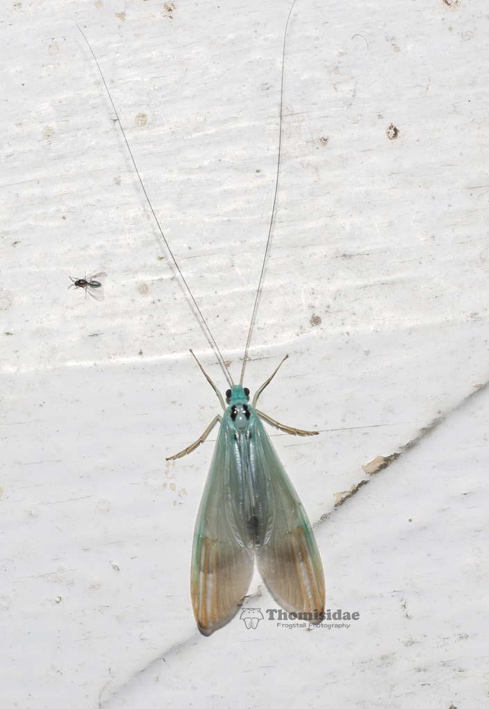Polymorphanisus quadripunctatus