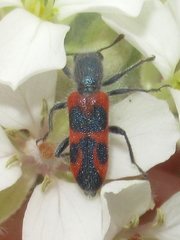 Trichodes oresterus