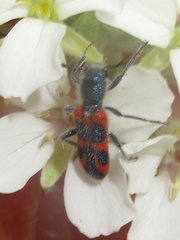 Trichodes oresterus