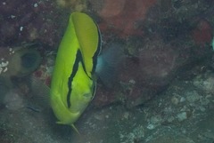 Chaetodon interruptus