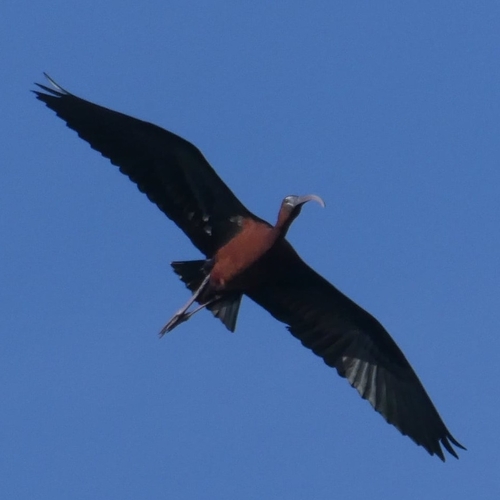 Avistamiento Morito común (Marismas Odiel)