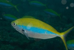 Caesio xanthonota
