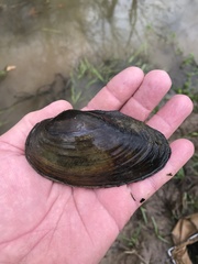Pyganodon grandis