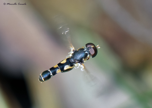 Thick-legged Hover Fly, photo 2 of 10