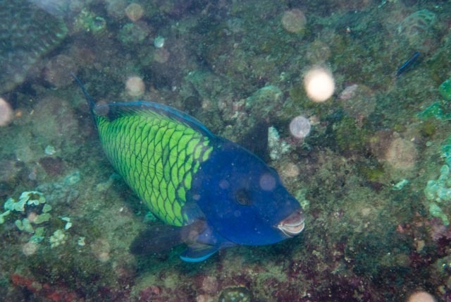 Blue Humphead Parrotfish