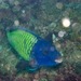 Saddled Parrotfish - Photo (c) Georgina Jones, some rights reserved (CC BY-SA), uploaded by Georgina Jones