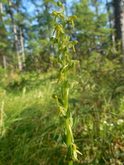 Platanthera tipuloides