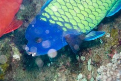 Chlorurus cyanescens