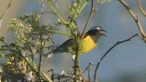 Bananaquit