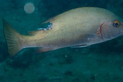 Polyamblyodon