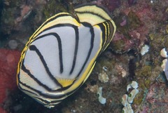 Chaetodon meyeri