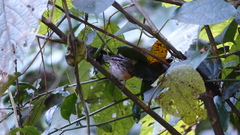 Hypocnemis peruviana