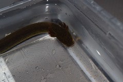 Siren intermedia