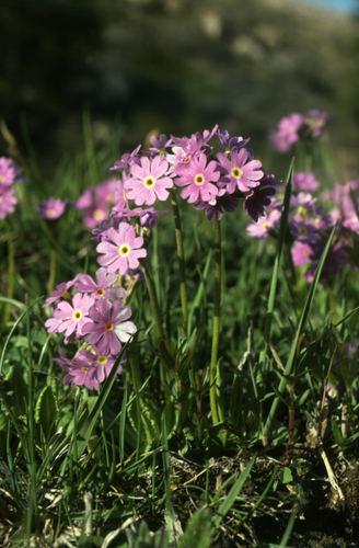 Primula algida, photograph 6