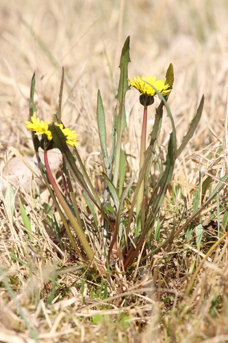 Taraxacum lissocarpum