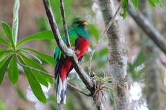 Pharomachrus fulgidus