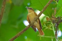 Pachyramphus