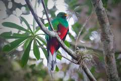 Pharomachrus fulgidus