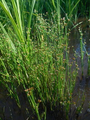 Juncus articulatus limosus