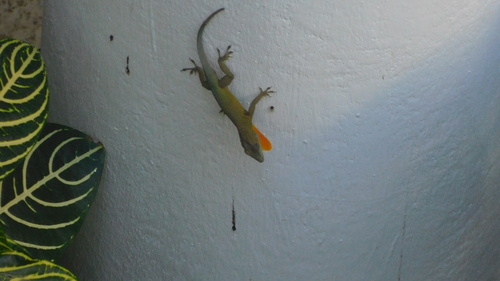 Graham's Anole