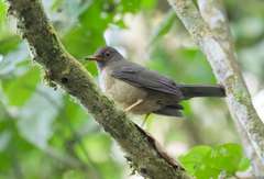 Turdus flavipes