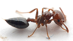 Crematogaster laeviceps