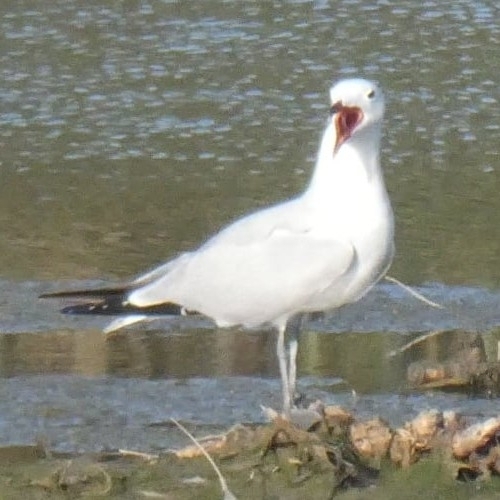 Avistamiento Gaviota de Audouin