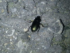 Harpalus distinguendus