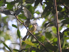 Elaenia flavogaster