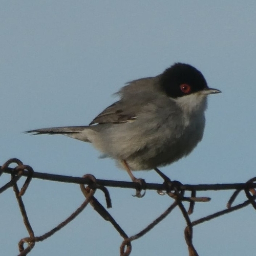 Avistamiento Curruca cabecinegra