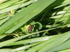 Paranaemia vittigera