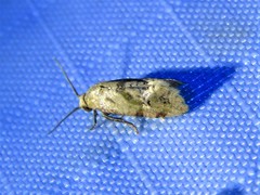 Platphalonidia felix