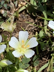 Limnanthes