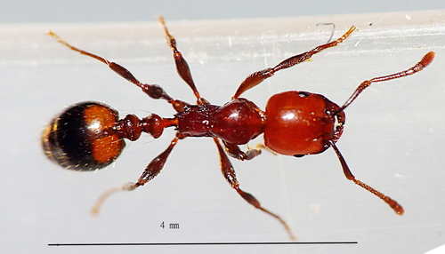 红头渊蚁Chelaner rubriceps