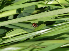 Paranaemia vittigera