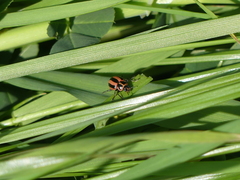 Paranaemia vittigera